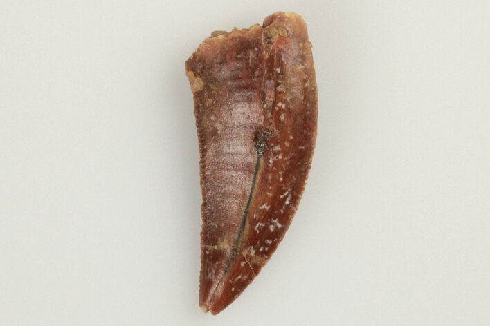 Serrated, Raptor Tooth - Real Dinosaur Tooth #193056